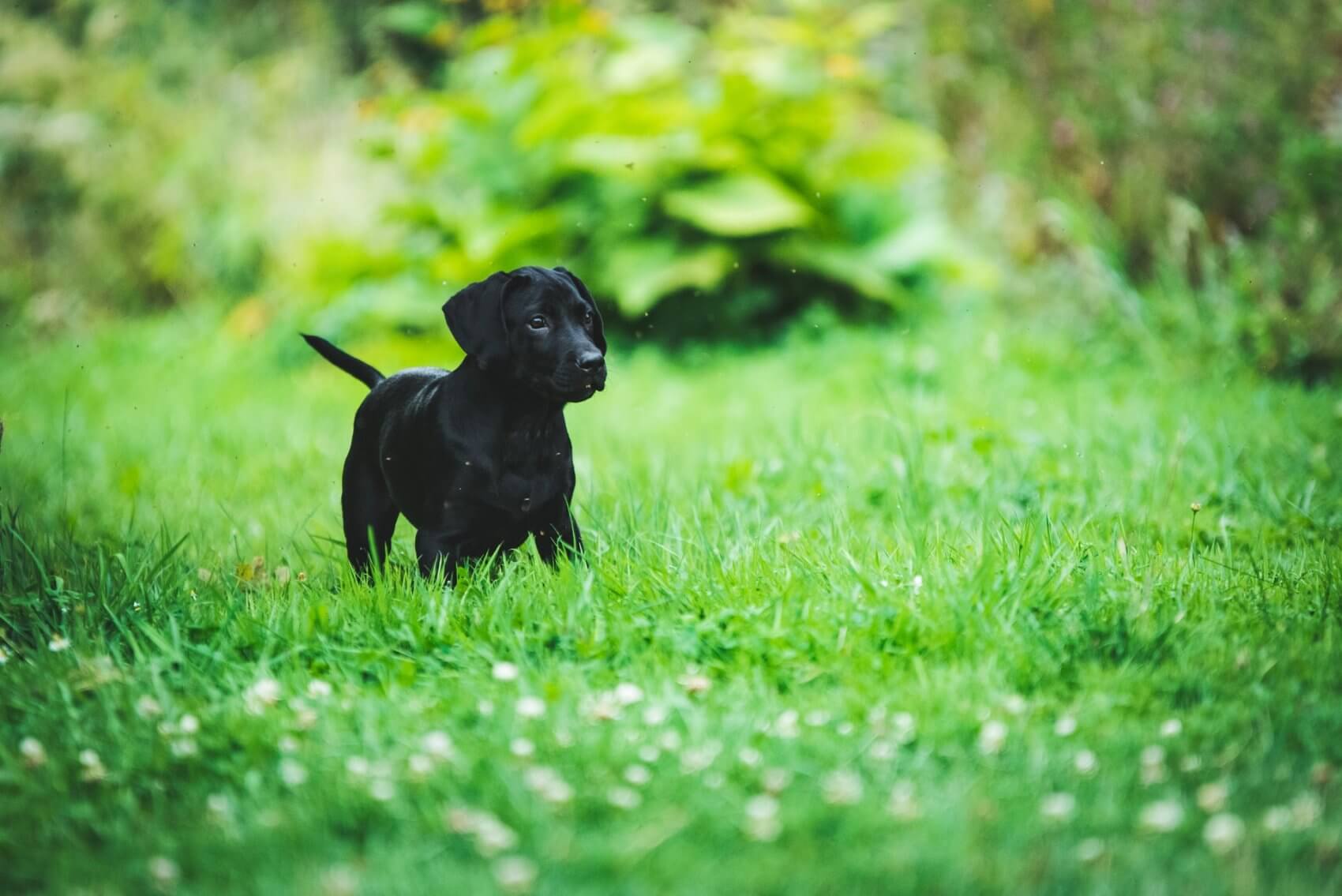 Small Black Puppy on Grass